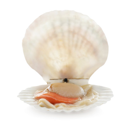 Fresh raw scallop with shell isolated on whiteの写真素材