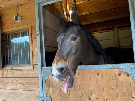Adorable horse in stable. Lovely domesticated animalの写真素材