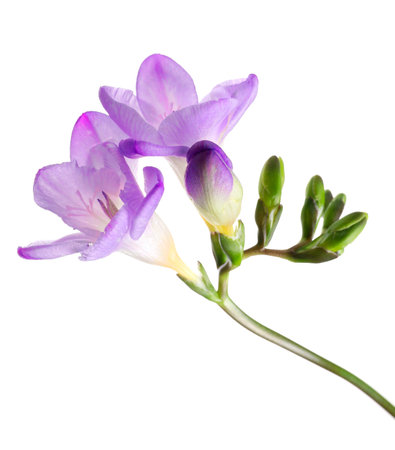 Beautiful violet freesia flower on white backgroundの写真素材