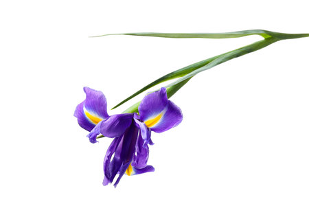 Beautiful violet iris flower isolated on white