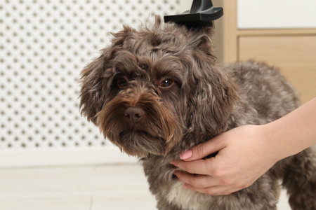 Woman brushing her cute Maltipoo dog at home, closeup. Lovely petの写真素材
