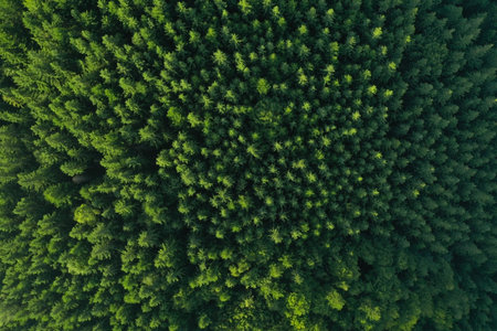 Aerial view of green trees on sunny day. Drone photographyの写真素材