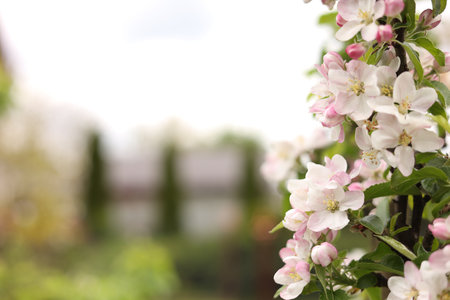 Apple tree with beautiful blossoms outdoors, space for text. Spring seasonの写真素材