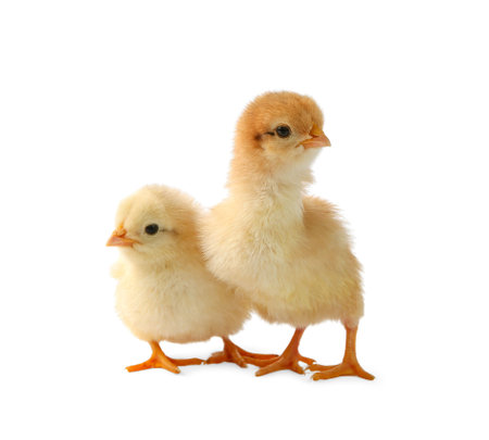 Two cute chicks isolated on white. Baby animalsの写真素材