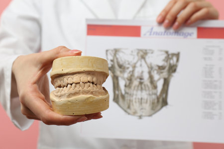 Doctor holding dental model with jaws and visualization of human maxillofacial section for dental...