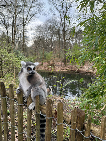 Cute ring-tailed lemur on wooden fence outdoors