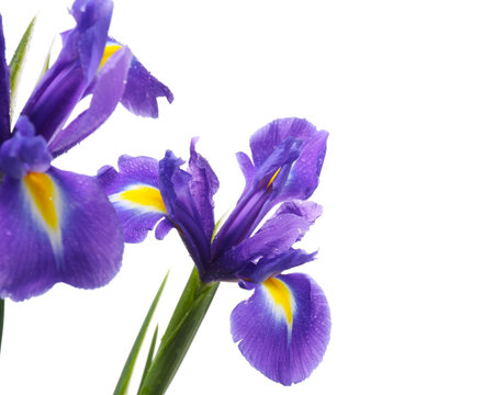 Beautiful violet iris flowers with water drops isolated on whiteの写真素材
