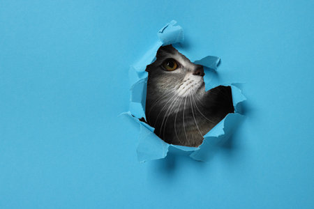 Cute cat looking through hole in light blue paperの写真素材