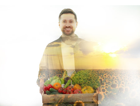 Double exposure of farmer and sunflower field on white backgroundの写真素材