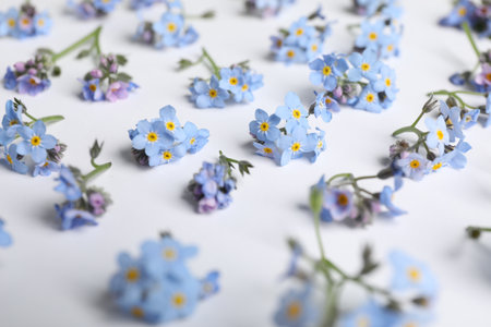 Beautiful forget-me-not flowers on white background, closeupの写真素材