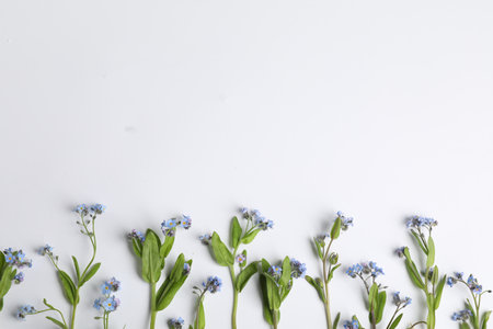 Beautiful forget-me-not flowers on white background, flat lay. Space for textの写真素材