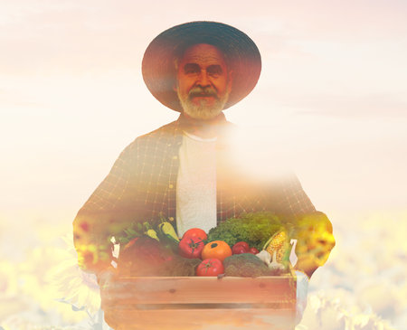 Double exposure of farmer and sunflower field on white backgroundの写真素材