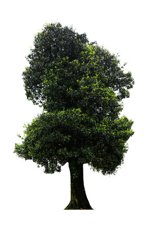 Beautiful tree with green leaves isolated on whiteの写真素材