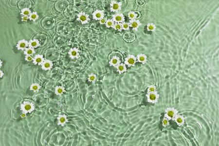 Beautiful chrysanthemum flowers in water on green background, top view