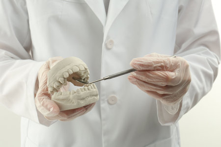 Doctor holding dental model with jaws and tool on white background, closeup. Cast of teethの写真素材