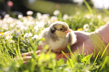 Man with cute chick on green grass outdoors., closeup. Baby animalの写真素材