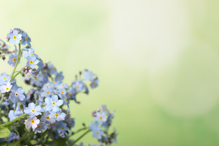 Beautiful forget-me-not flowers against blurred green background, closeup. Space for textの写真素材