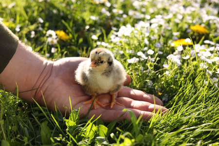 Man with cute chick on green grass outdoors., closeup. Baby animalの写真素材
