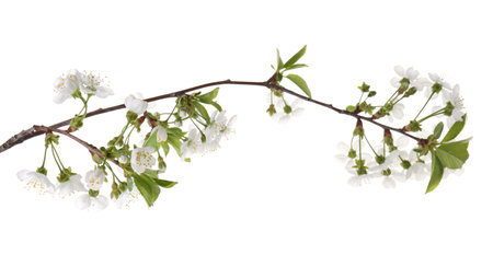 Spring branch with beautiful blossoms and leaves isolated on whiteの写真素材