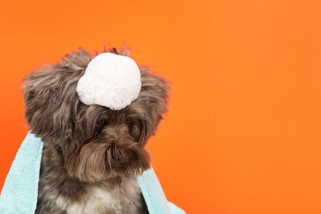 Cute Maltipoo dog with towel and foam on orange background, space for text. Lovely petの写真素材
