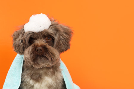 Cute Maltipoo dog with towel and foam on orange background, space for text. Lovely petの写真素材