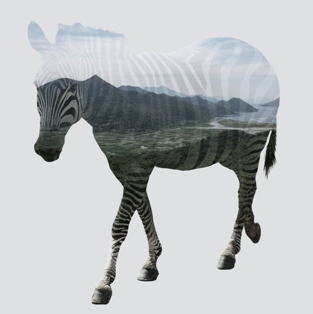Double exposure of zebra and mountain landscapeの写真素材