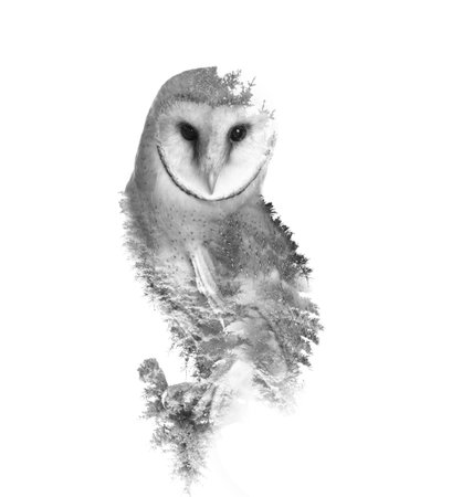 Double exposure of common barn owl and treesの写真素材