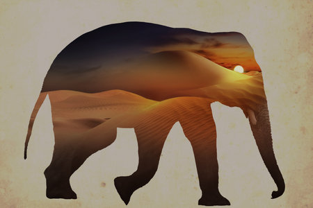 Double exposure of elephant and sandy desertの写真素材
