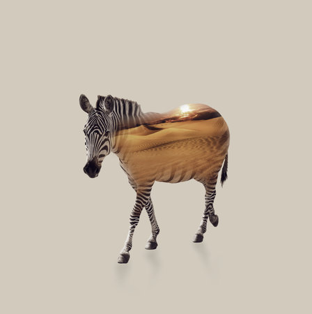 Double exposure of striped African zebra and sandy desertの写真素材