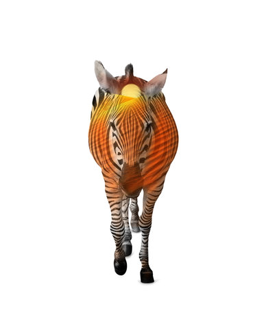 Double exposure of striped African zebra and sandy desertの写真素材