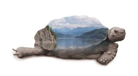 Double exposure of tortoise and lake between hillsの写真素材