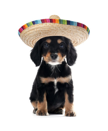 Cute little puppy with sombrero on white backgroundの写真素材