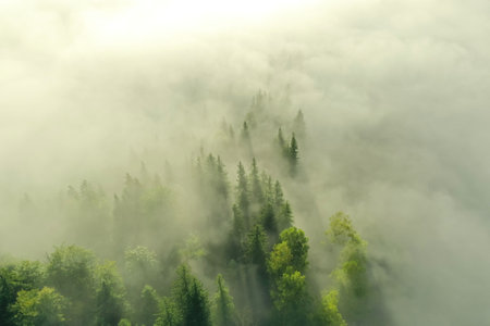 Aerial view of beautiful landscape with misty forest on autumn dayの写真素材