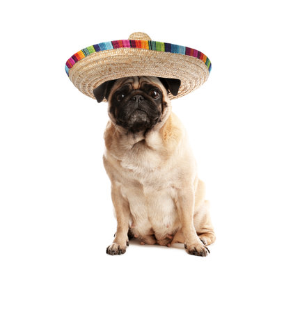 Cute Pug dog with sombrero on white backgroundの写真素材