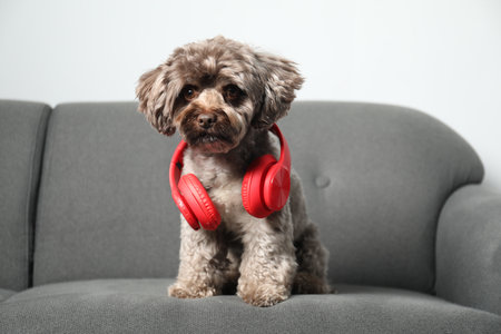 Cute Maltipoo dog with headphones on sofa indoors. Lovely petの写真素材