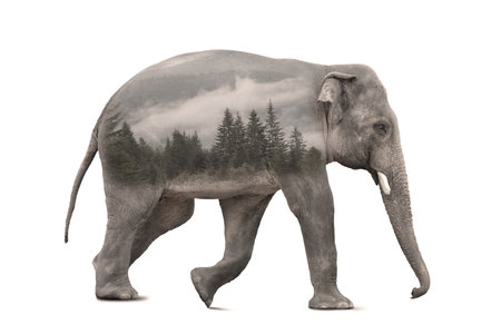 Double exposure of large elephant and forest in mountainsの写真素材