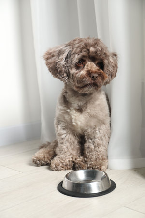 Cute Maltipoo dog near feeding bowl indoors. Lovely petの写真素材