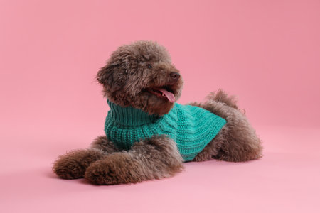 Cute Toy Poodle dog in knitted sweater on pink backgroundの写真素材