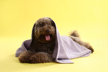 Cute Toy Poodle dog with towel on yellow backgroundの写真素材