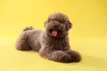 Cute Toy Poodle dog on yellow backgroundの写真素材