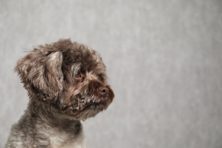 Cute Maltipoo dog on gray background, space for text. Lovely petの写真素材