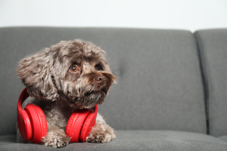 Cute Maltipoo dog with headphones on sofa indoors, space for text. Lovely petの写真素材
