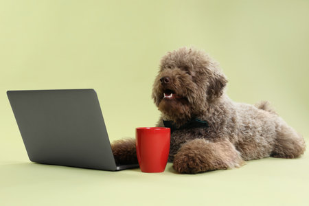 Cute Toy Poodle dog near laptop and cup on green backgroundの写真素材