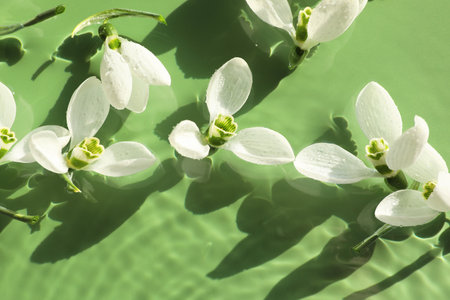 Beautiful flowers in water on green background, top viewの写真素材