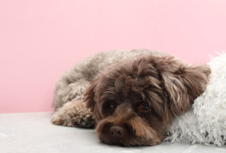 Cute Maltipoo dog with pillow resting on gray table against pink background, space for text. Lovely petの写真素材