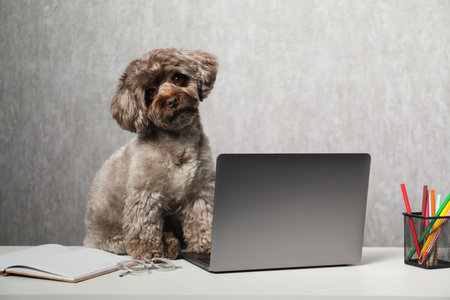 Cute Maltipoo dog on desk with laptop and stationery indoorsの写真素材