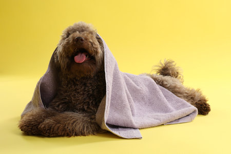 Cute Toy Poodle dog with towel on yellow backgroundの写真素材