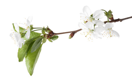 Spring branch with beautiful blossoms and leaves isolated on whiteの写真素材