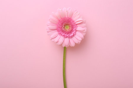 One beautiful tender gerbera flower on pink background, top viewの写真素材