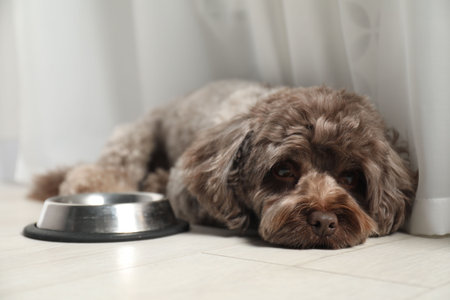 Cute Maltipoo dog near feeding bowl indoors. Lovely pet